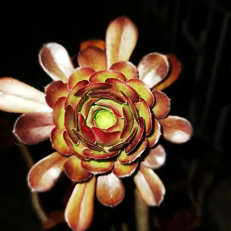 Villa The Whole Villa, Near A Large Park And A Quiet Beach *